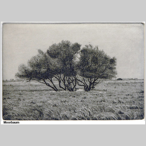 Moorbaum